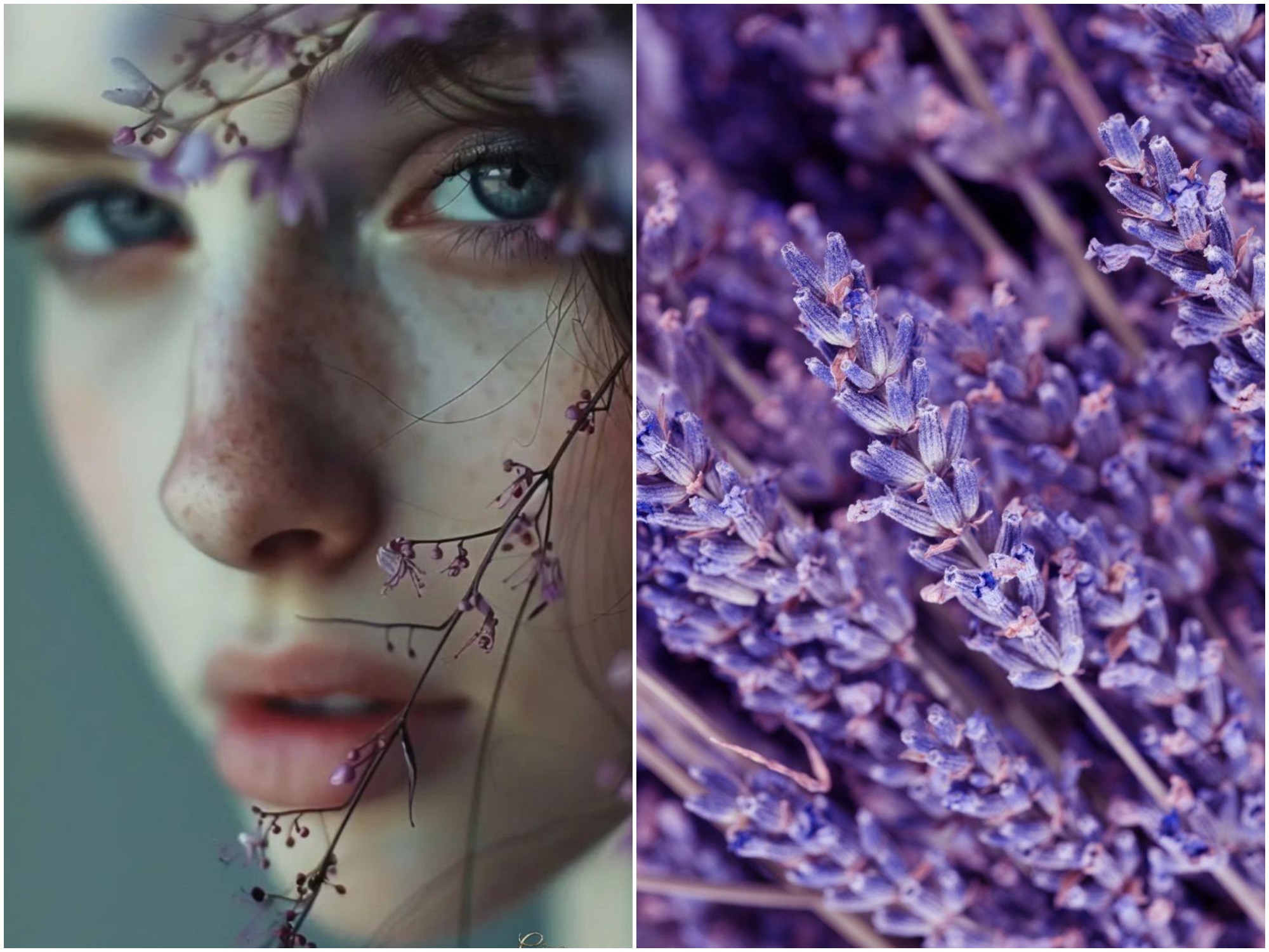 лаванда, эстетика, аромамасло лаванды что значит